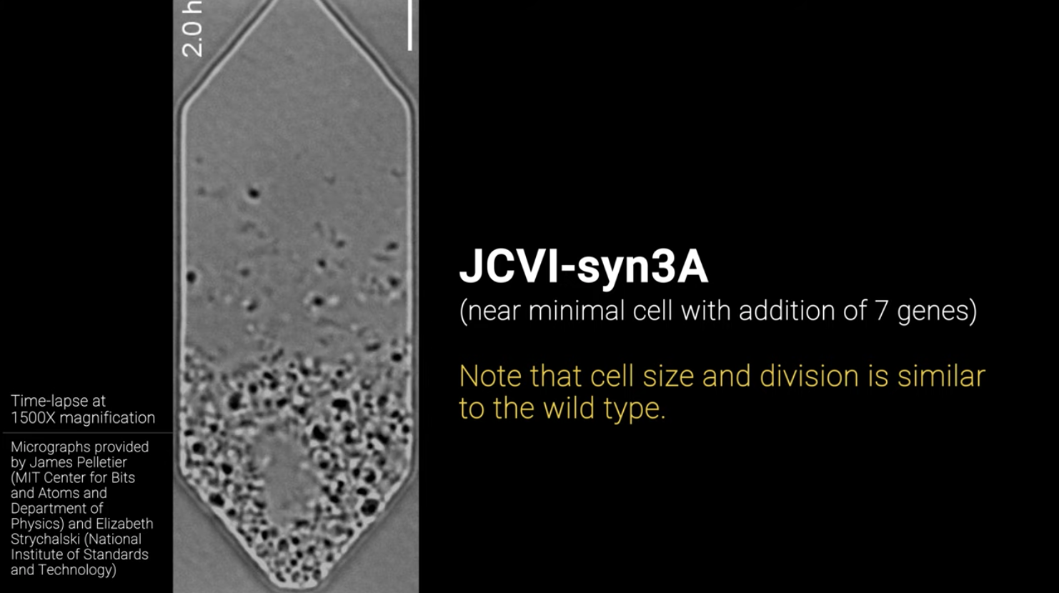 La prima cellula sintetica che si replica: si può fare