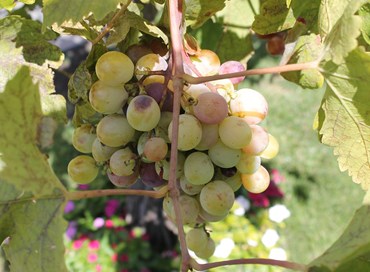Sicilia, food e promozione negli Usa dopo Trump