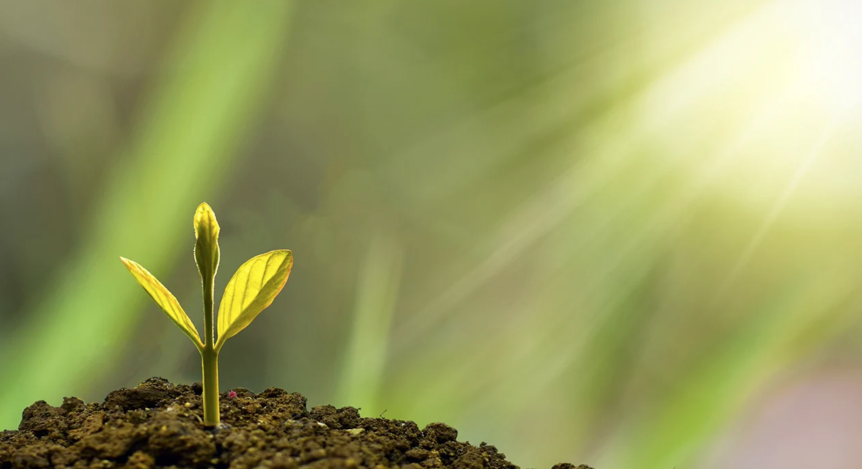 Dal green al digitale: opportunità per startup e imprese innovative