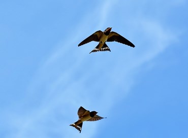 L’educazione delle rondini