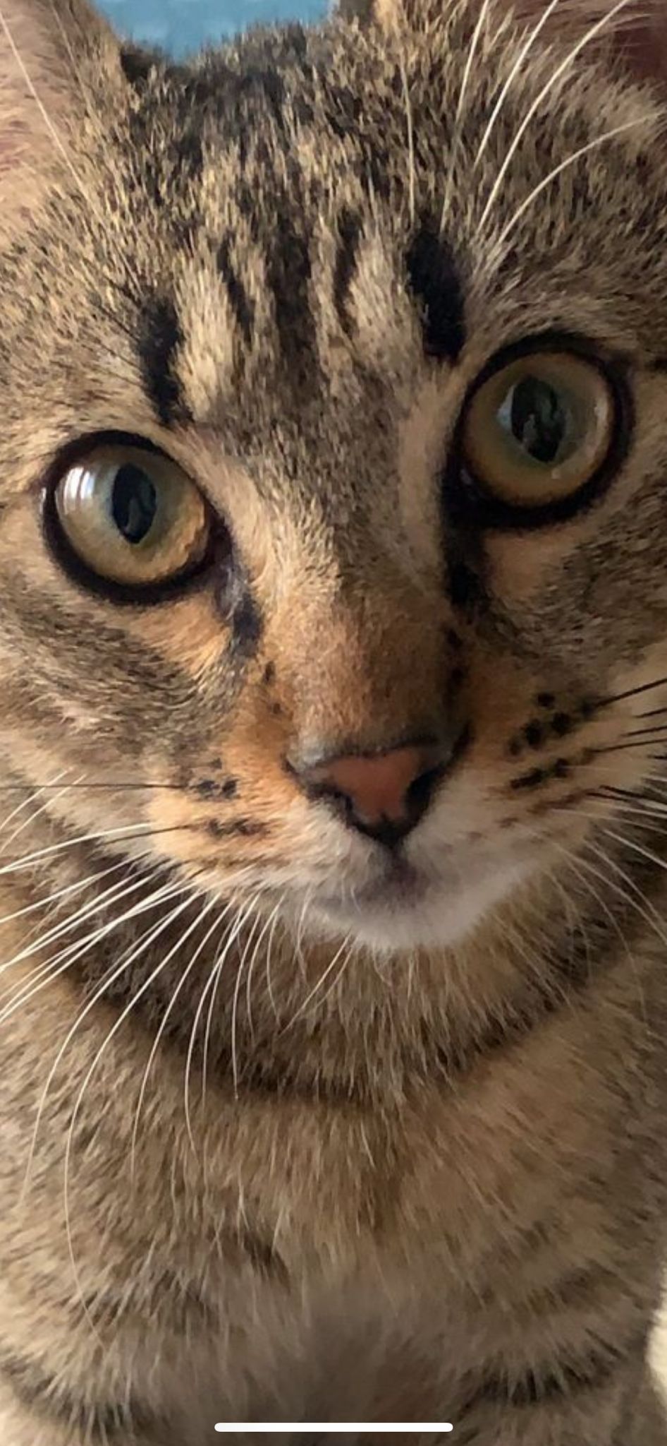 L’Opinione risponde: gli amici a quattro zampe (video)