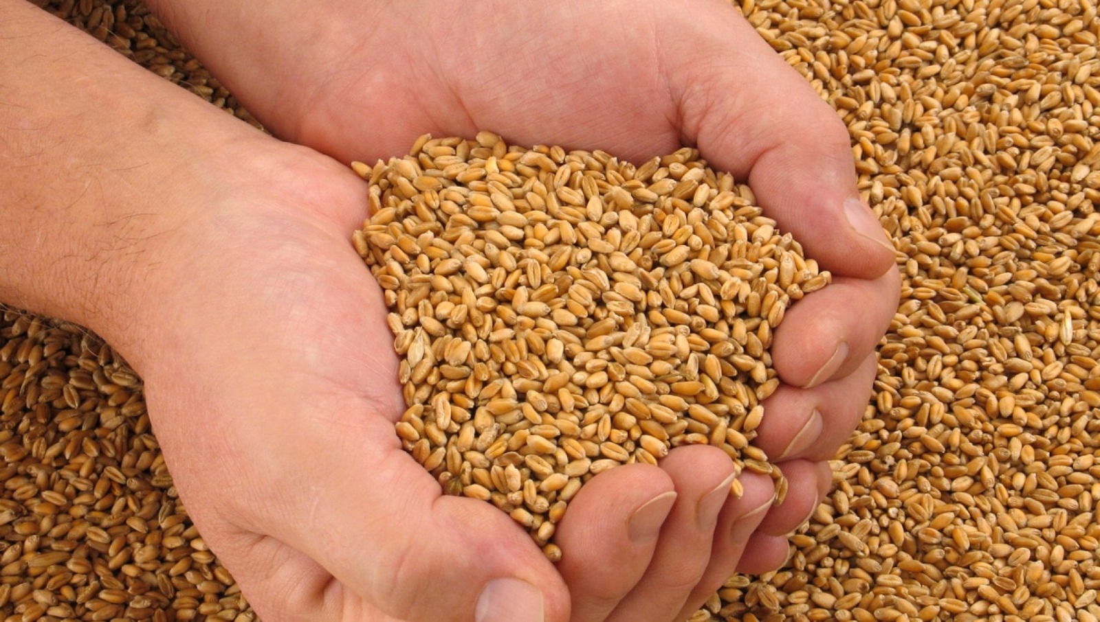 Il mercato del grano dopo l’emergenza sanitaria 