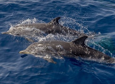 Nuno e il delfino