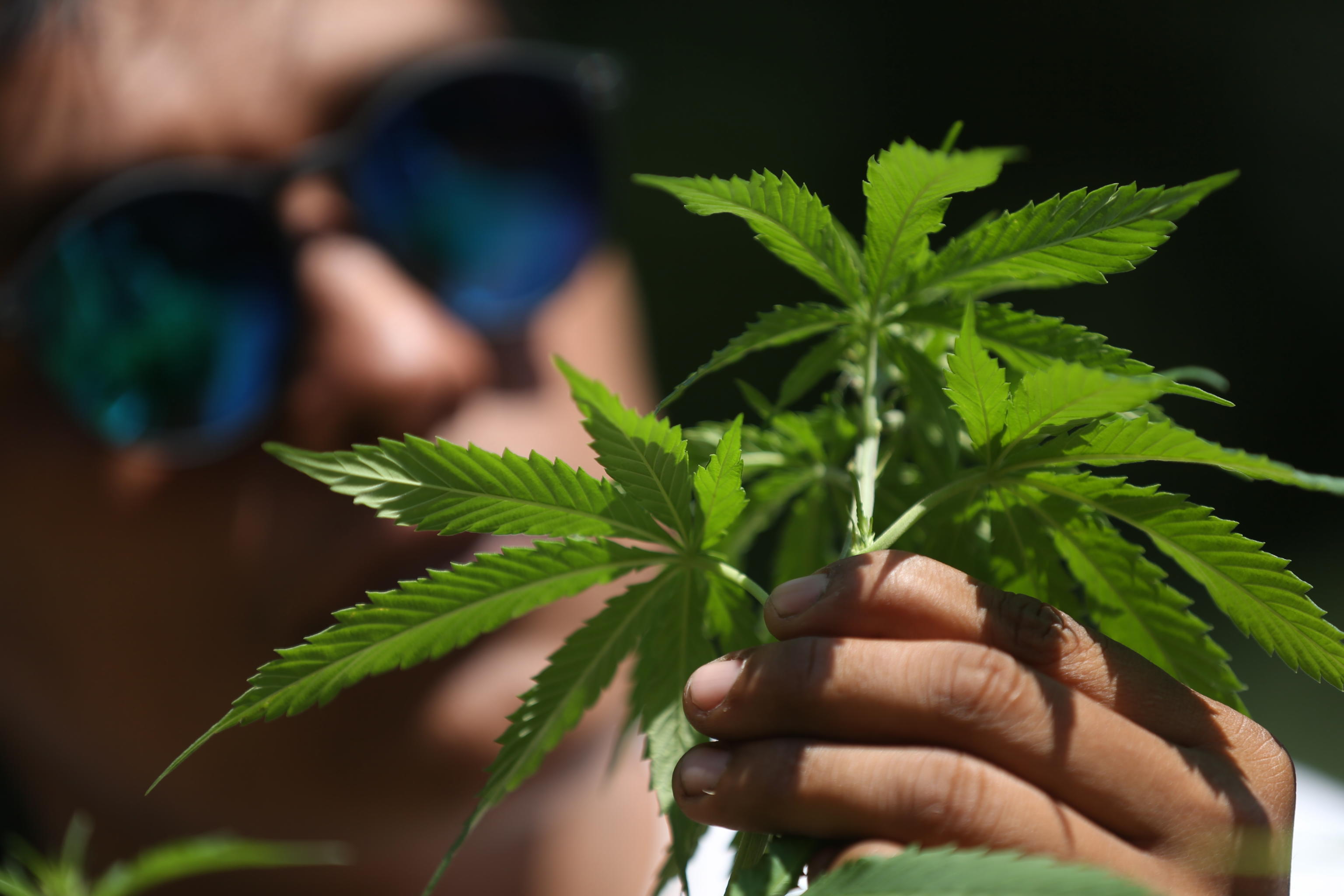 Mini-coltivazioni di cannabis in casa: primo ok