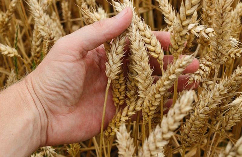 Le problematiche della filiera del grano 
