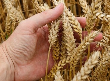 Le problematiche della filiera del grano