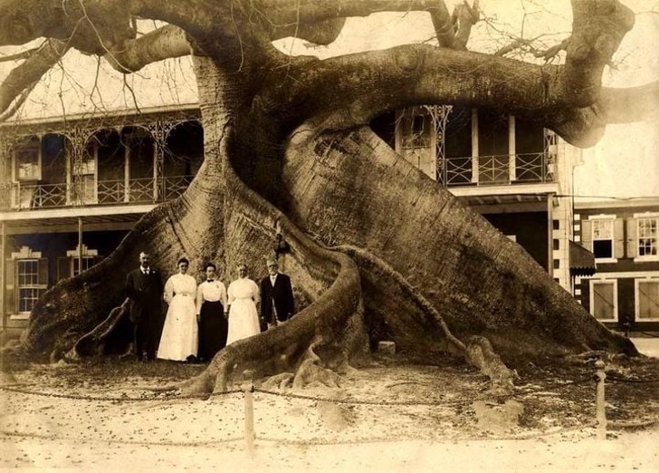 La boutade del G20 e della mozione “plantumiamo 1000 miliardi di alberi”