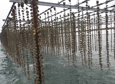 I prodotti ittici del Delta del Po a Sealogy