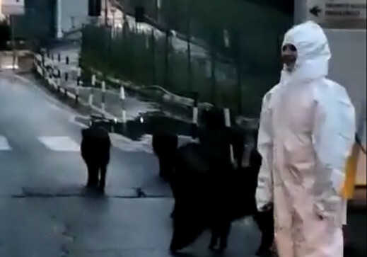 I cinghiali (dei) democratici