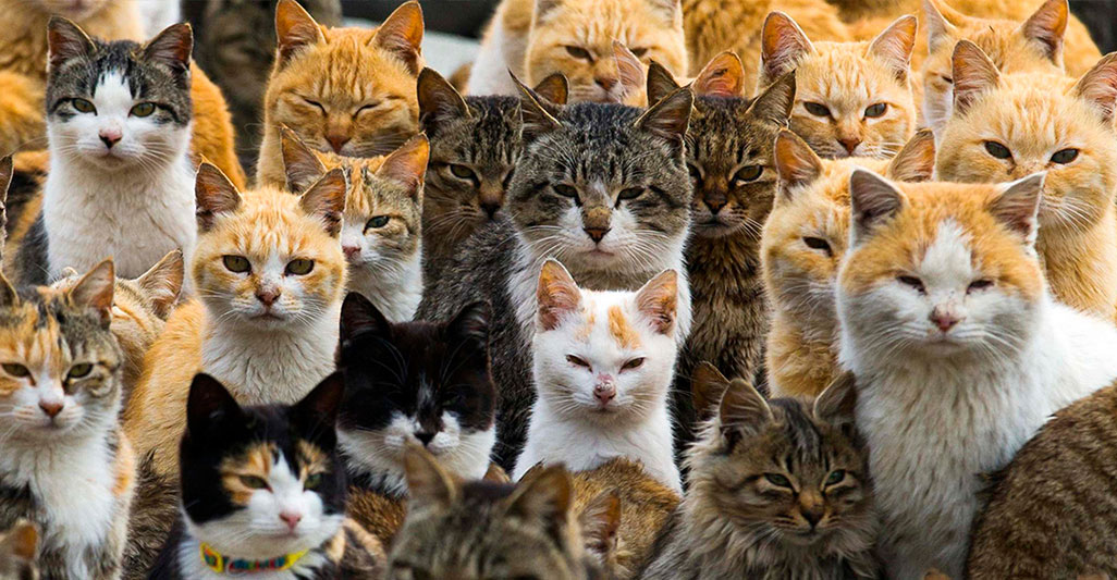 Animali in condominio