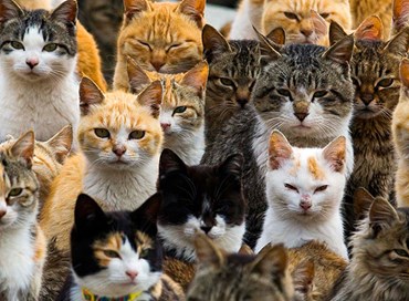 Animali in condominio