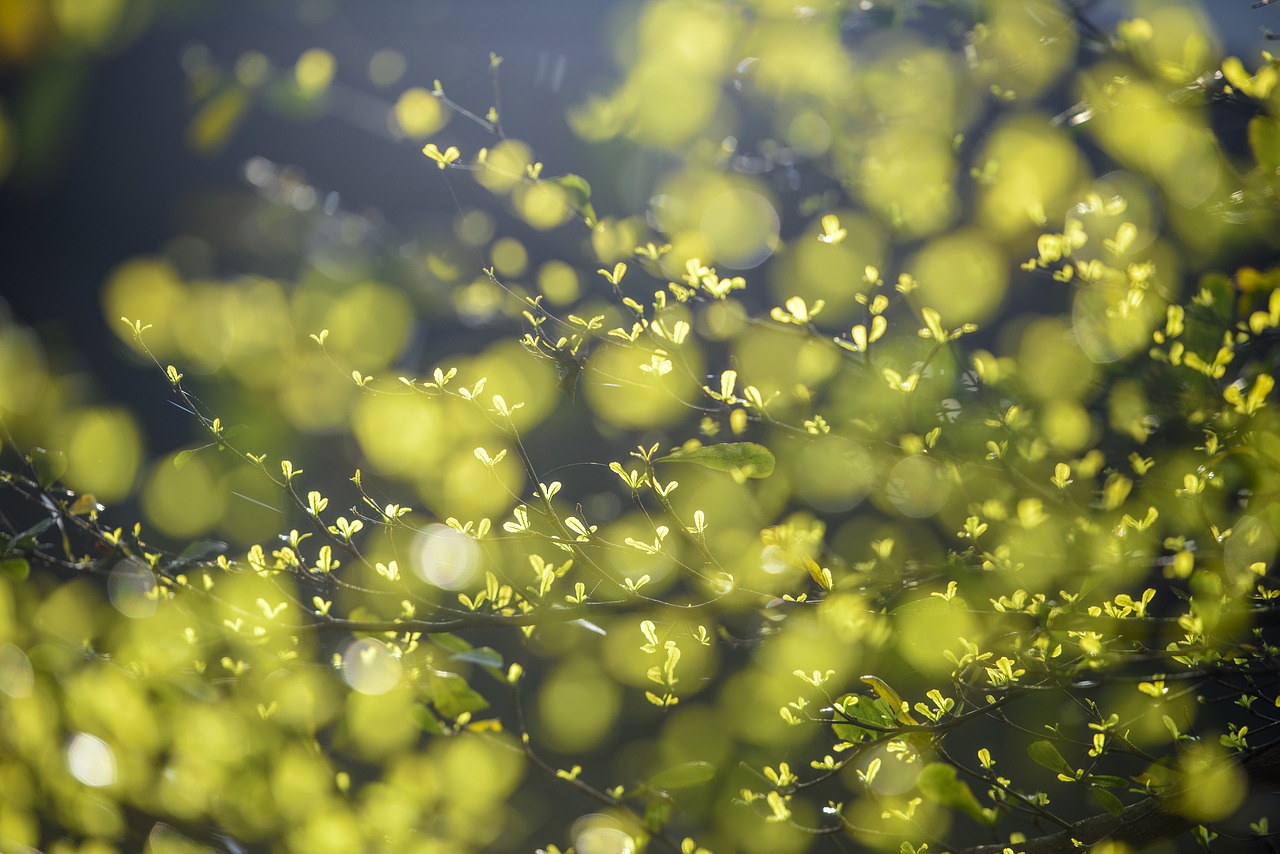 La tautologica riforma costituzionale sull’ambiente