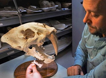 Il gatto con i denti a sciabola: la scoperta