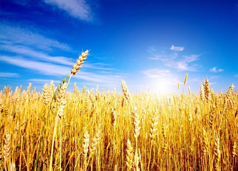 La crisi del grano dall’Ucraina