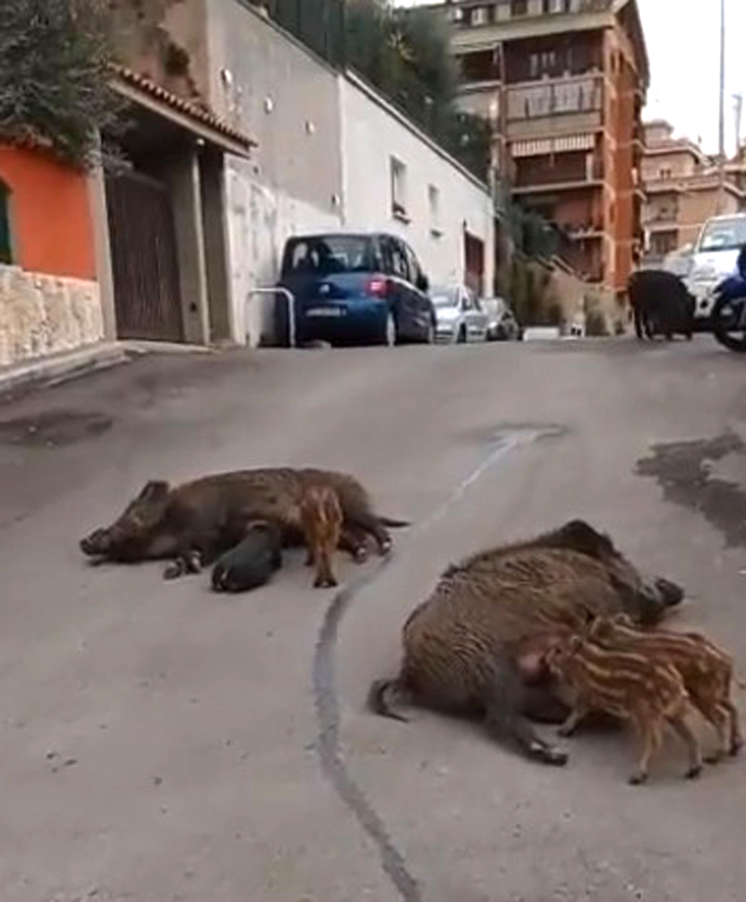 Emergenza cinghiali a Roma, un quotidiano scaricabarile