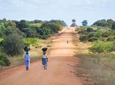 Il caffè per salvare la foresta in Mozambico