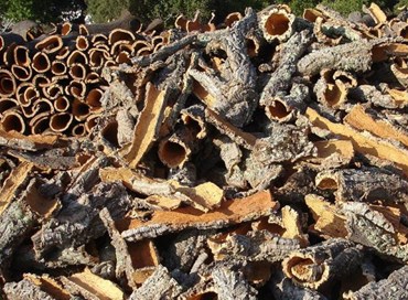 Il sughero del Cilento e la valorizzazione della macchia mediterranea