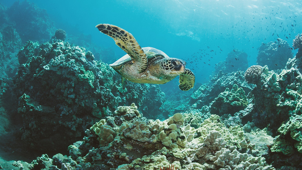 La storica compagnia Rio Mare sostiene le Aree marine protette