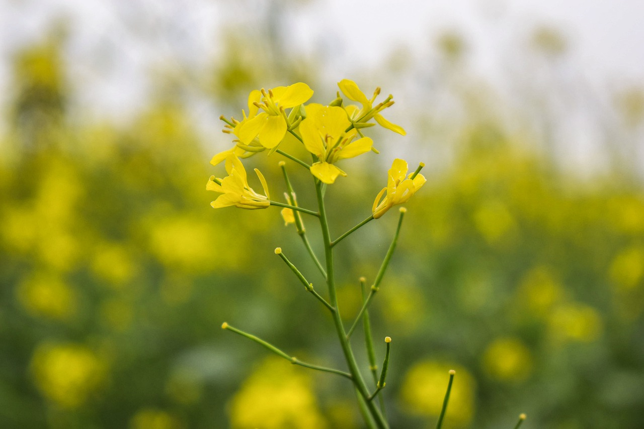 È allarme senape a Digione: colpa della siccità