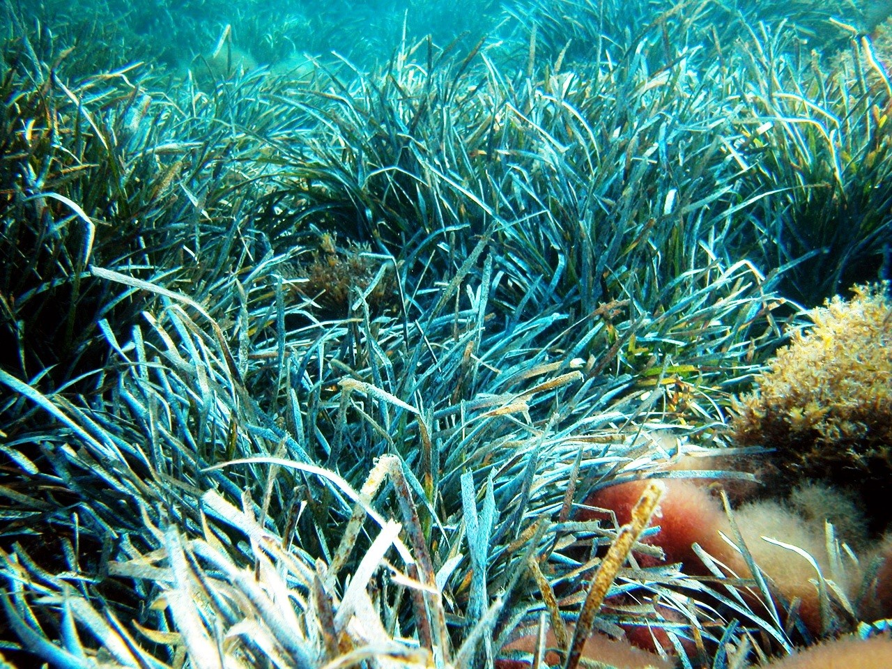La posidonia diviene fonte energetica