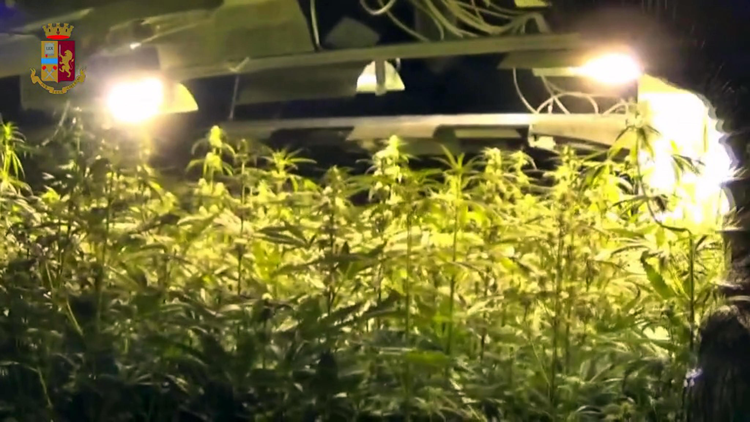 Le virtù nascoste della canapa