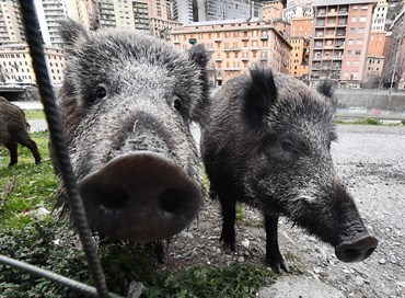 Quelli a cui un cinghiale sembra un uomo
