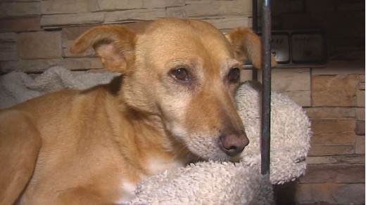 La storia di Lúa, il cane del pueblo