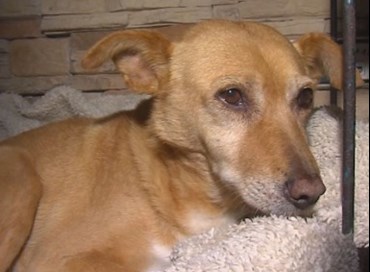 La storia di Lúa, il cane del pueblo
