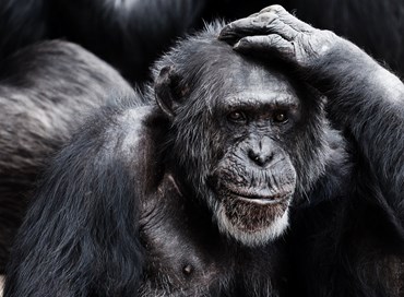 L’inclusione che esclude