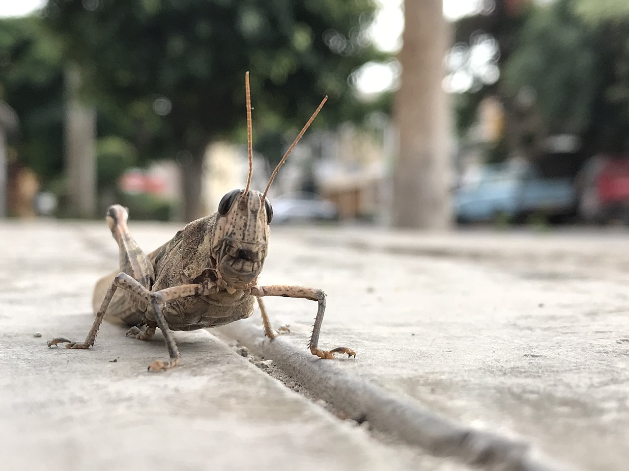 Farine di insetti: il Governo mette i paletti