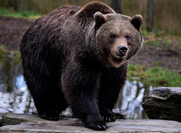 La pelle dell’orso