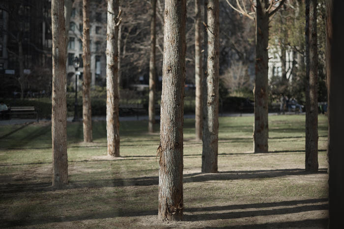 Forestazione urbana, tra grandi vantaggi e criticità realizzative