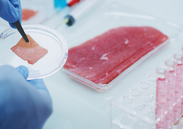 Perché “no” alla carne coltivata