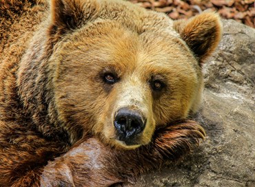 Parla il Tar di Trento: l’orsa Jj4 non potrà essere uccisa