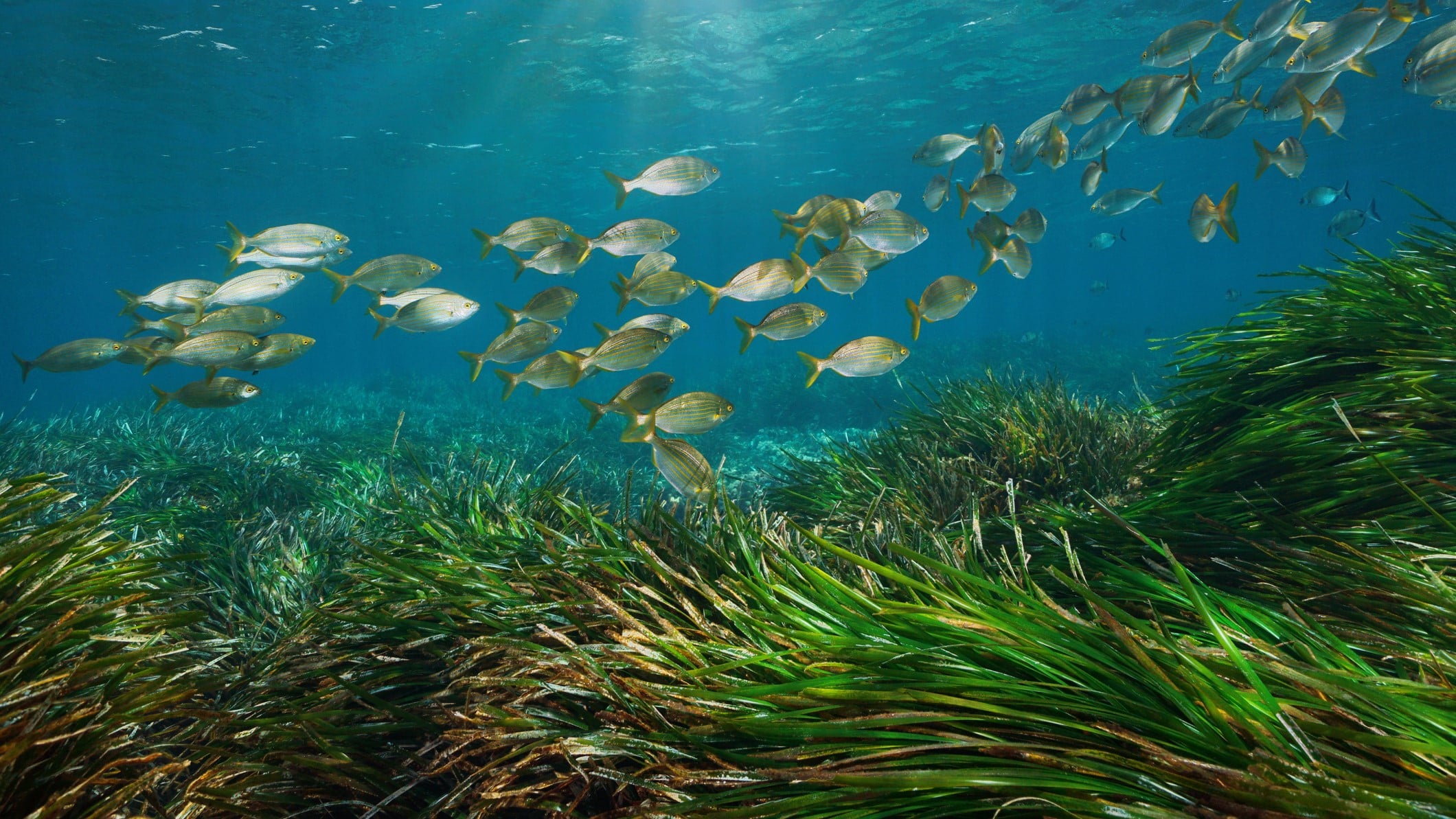 Le proposte sul futuro energetico della posidonia oceanica