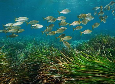 Le proposte sul futuro energetico della posidonia oceanica