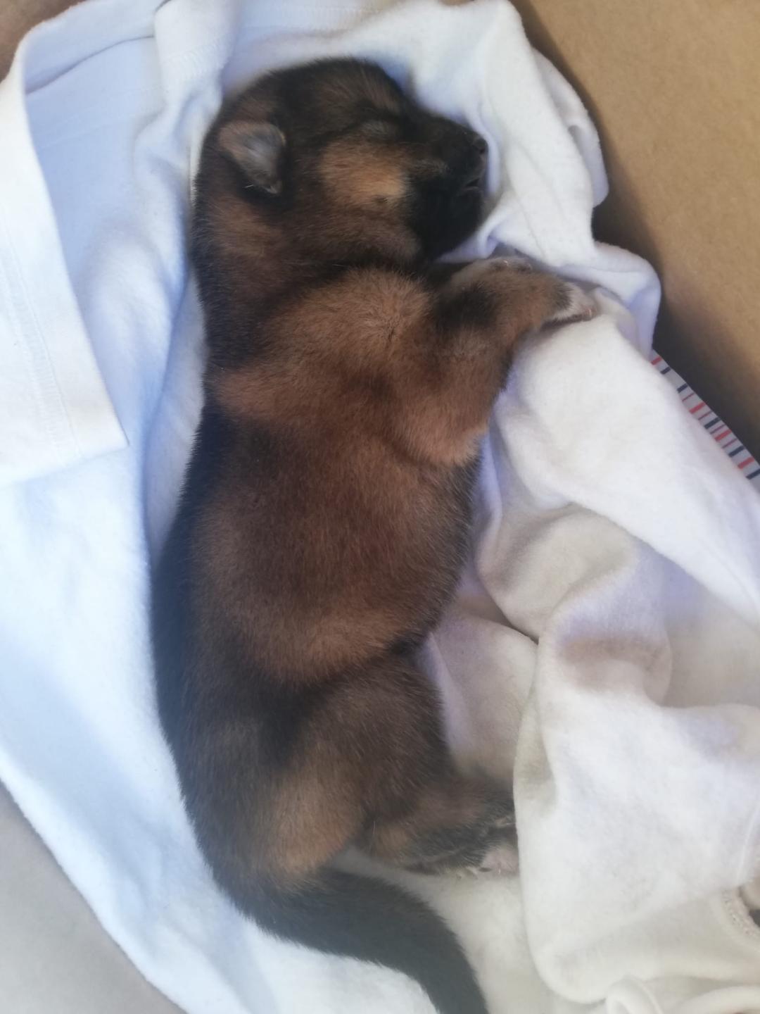 La triste storia di un cucciolo