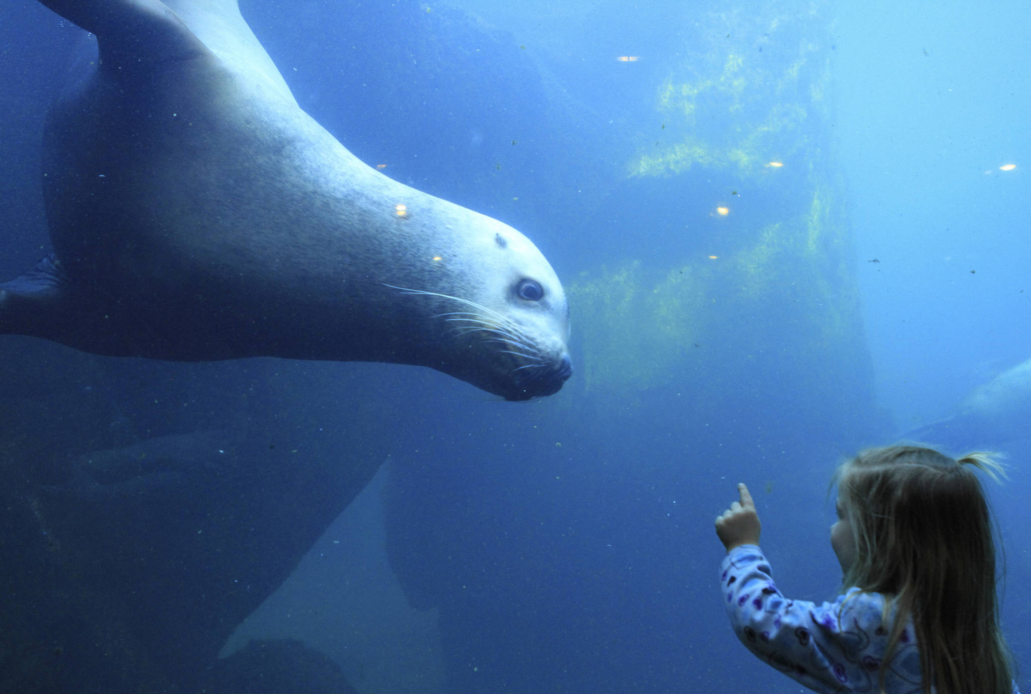 Alaska Sealife Center: dal disastro marino alla valorizzazione del mare 