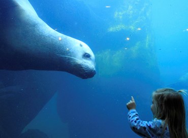 Alaska Sealife Center: dal disastro marino alla valorizzazione del mare