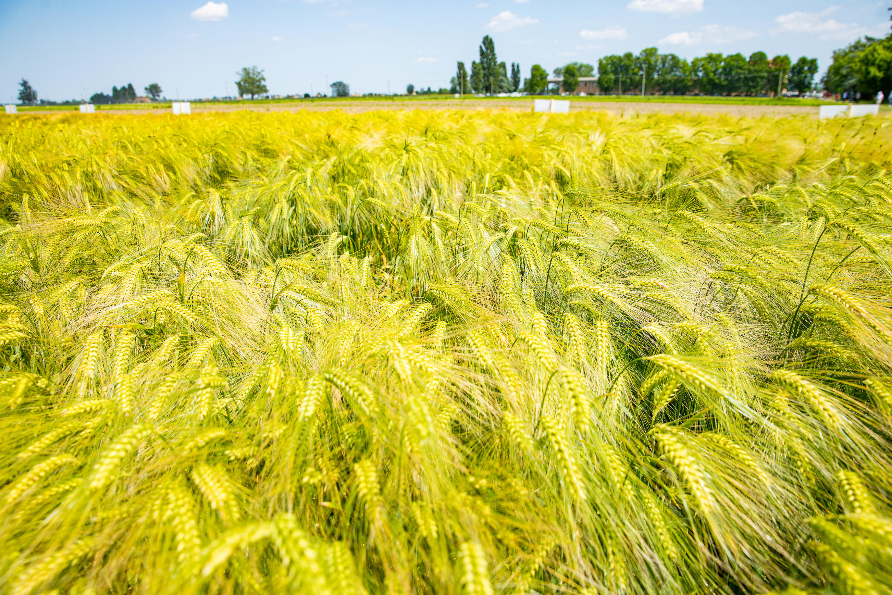 Coldiretti: mancano 19 miliardi di chili di cereali per i Paesi poveri