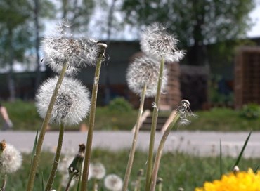 In Estonia nasce l’autostrada per gli insetti impollinatori