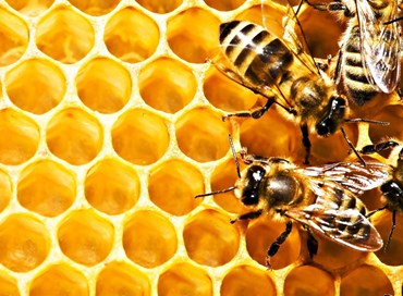 No, le api non stanno affatto scomparendo