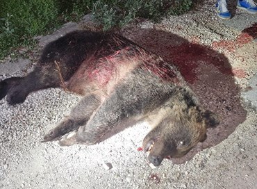 Orsa uccisa a fucilate, Pichetto: “Episodio grave”