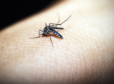 Zanzare in casa: rimedi e suggerimenti