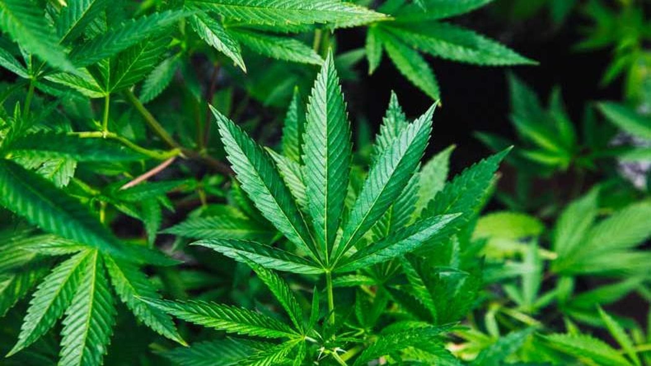 Cannabis light: non disturbare chi vuole fare