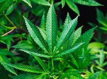 Cannabis light: non disturbare chi vuole fare