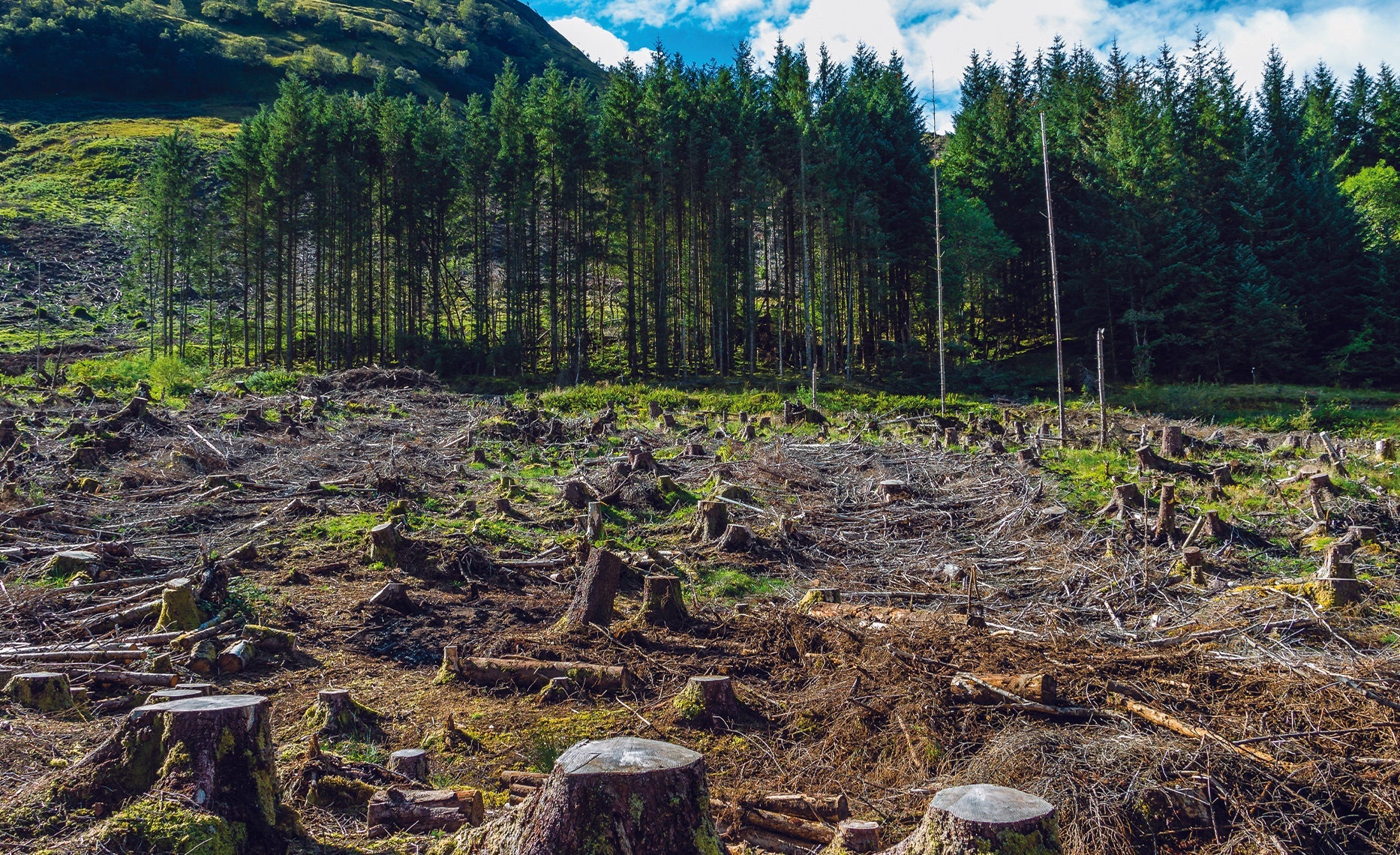 Le politiche anti-deforestazione dell’Unione europea