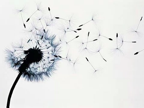 “Il Vocabolario della Felicità”: pillole di emozioni (Video)