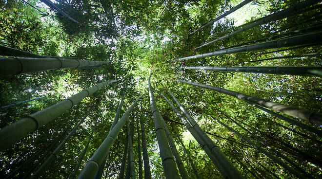 Bambù, un prezioso alleato dell’ambiente