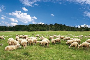 Macellazione rituale: l’integrazione interculturale mancata